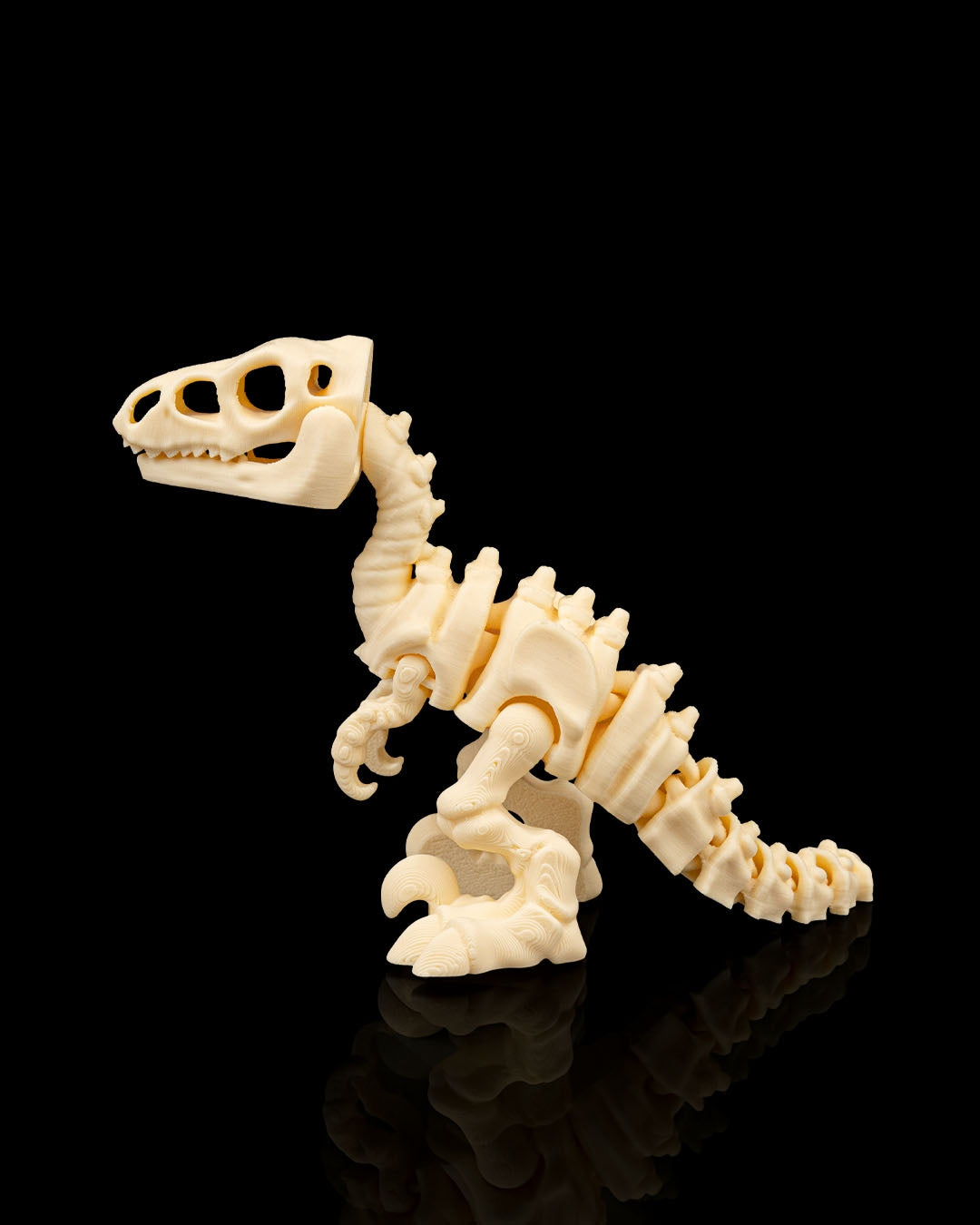 Skeleton Velociraptor